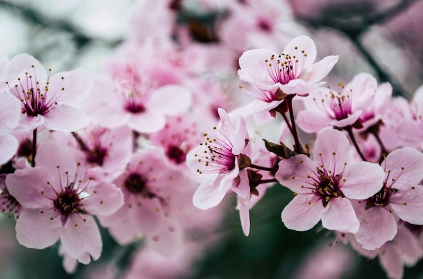 authority website growth seo